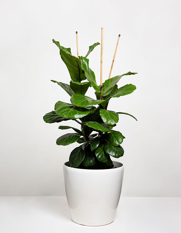 Ficus Lyrata (Fiddle-Leaved-Fig)