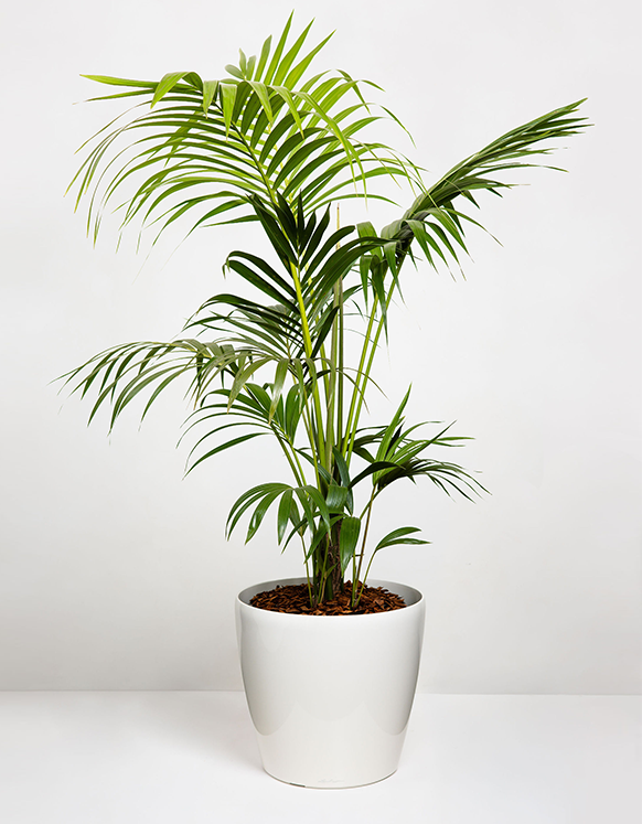 Howea Forsteriana (Kentia Palm)