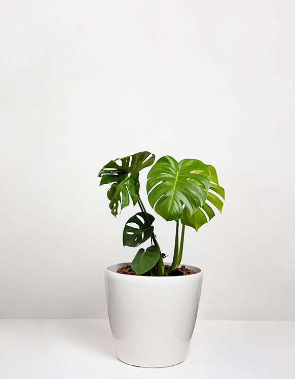 Monstera Deliciosas  (Swiss Cheese Plant)