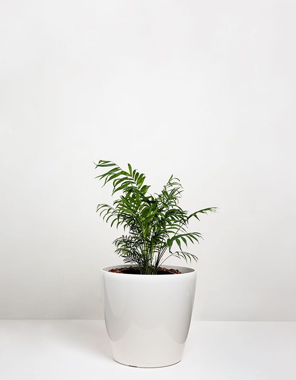 Chamaedorea Elegans (Parlour Palm)