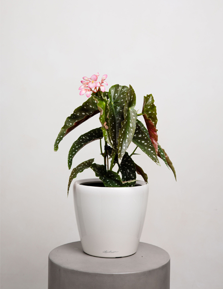 Plants