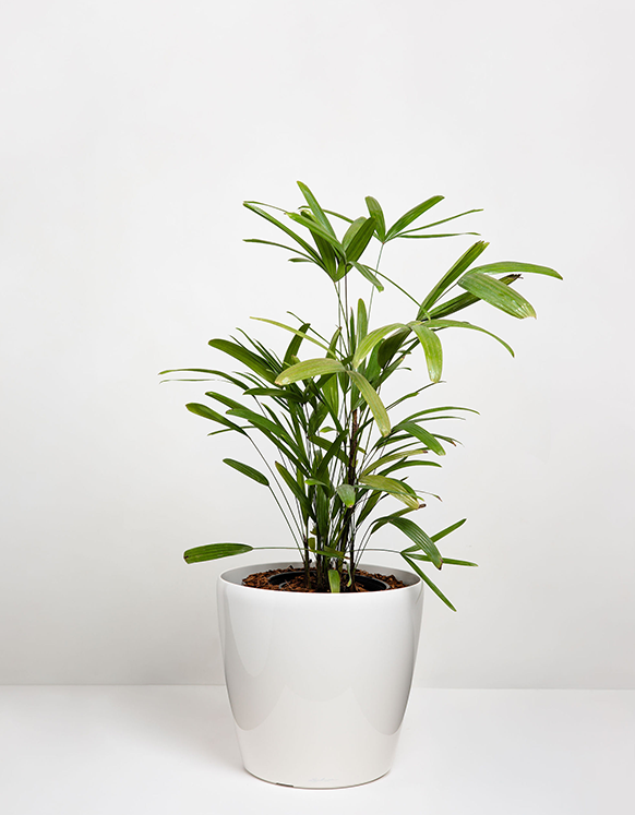 Rhapis Excelsa  (Lady Palm)