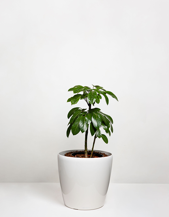 Schefflera Actinophylla (Umbrella-Tree)