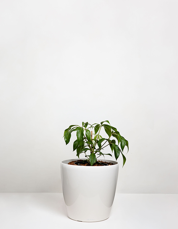 Schefflera Alpine Junior (Umbrella Tree)