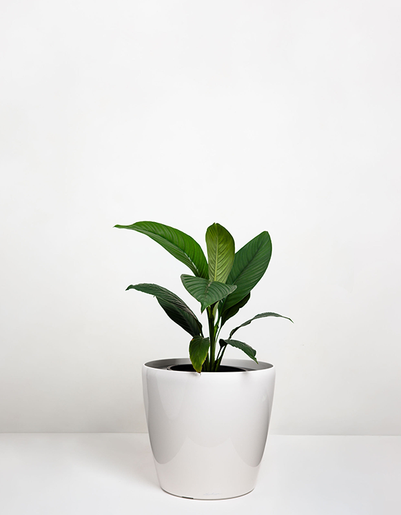 Spathiphyllum Petite (Peace-Lilly)