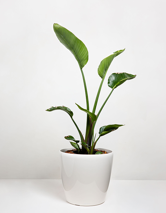 Strelitzia (Bird-of-paradise)