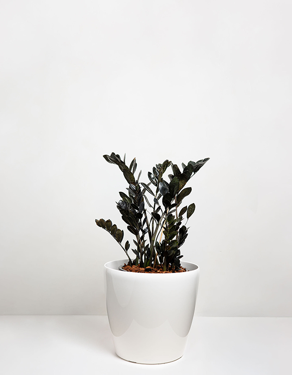 Zamioculcas Zamiifolia (ZZ Plant Black)