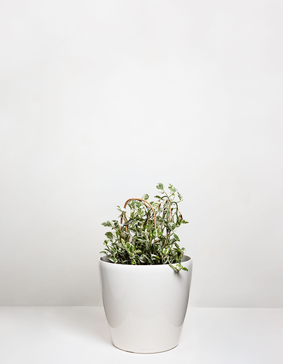 Epipremnum  (Snow Queen)